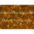 Mouse Tumor Epithelial Cells